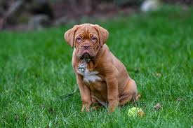 This laid the foundations from which the breed was developed. Bordeaux Dogge Erfahre Mehr Uber Diese Hunderasse