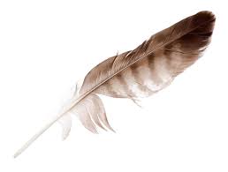Variegated Eagle Feather Isolated On White Background Aff Feather Eagle Variegated Background Whit Eagle Feather Eagle Aesthetic Flying Aesthetic