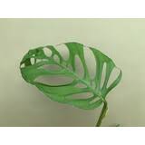 Molto simile alla monstera adansonii, questa variante presenta foglie con lamine molto più finestrate e. Monstera Adansonii Subsp Laniata Ableger 9 90