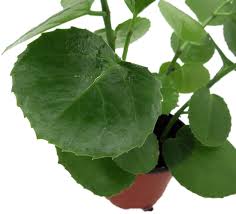 Image result for Cissus rotundifolia