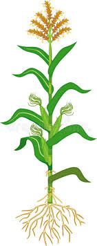 Maize yield declines as planting is delayed after the first week of november. Maize Plant Diagram Infographic Elements With The Parts Of Corn Plant Anthers Tassel Corn Ears Cobs Roots Stalks Stock Vector Illustration Of Botany Seeds 137290027