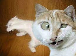 Catpaint ( $0.99 on itunes )is widely considered the original and is still a favorite among many cat photo app aficionados. Create Meme Photoshop Photoshop Funny Cat Fun With Cats Pictures Meme Arsenal Com