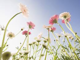 Download and share awesome cool background hd mobile phone wallpapers. Cute Flower Wallpaper 1024x768 22753