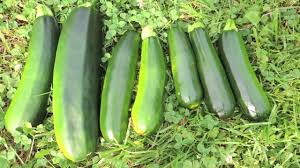 Learn how to preserve zucchini by freezing, fermenting, drying, and canning to how to ferment zucchini. Harvesting Zucchini Youtube
