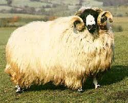 Fluffy Rough Fell Sheep Breeds Livestock
