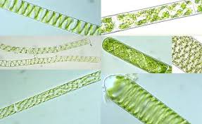 Spirogyra is a filamentous green algae found in freshwater environments. Spirogyra Structure Diagram Fragmentation Sexual Reproduction