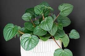 See full list on smartgardenguide.com How To Care For Peperomia Plants My Complete Guide