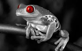 You can find more frog clip arts black and white in our search box. Black Frogs 1080p 2k 4k 5k Hd Wallpapers Free Download Wallpaper Flare