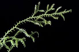 Image result for Selaginella afrorum