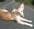 Himalayan Sheepdog puppies for sale