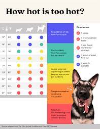 Protect your dog from the heat. How Hot Is Too Hot For Your Dog