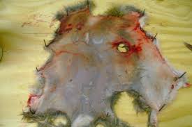 Image result for rabbit pelt blood