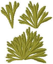 Image result for Limnophila indica