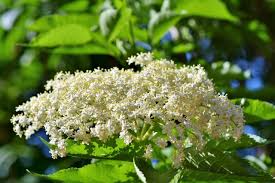 Maybe you would like to learn more about one of these? Health Benefits Of Elderberries And Elderflowers Monterey Bay Food Tours