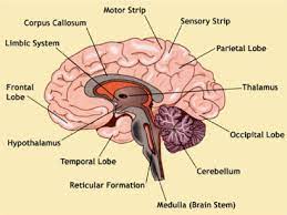 Metastatic Brain Tumors Symptoms Diagnosis And Treatments