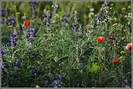 Wildflowers meadow - שדה פרחי בר | Papaver umbonatum - פרג א… | Flickr