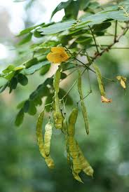 Image result for Senna bicapsularis