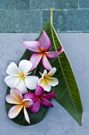 Growing Plumeria Frangipani Indoors In Containers Part2 5 Hawiian Flowers Plumeria Flowers Frangipani