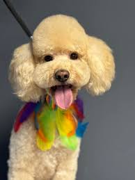 🐻; I'm learning German now. He's so damn cute ☺️