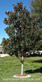 Up to 25 meters tall genus :magnolia. Little Gem Magnolia Tree