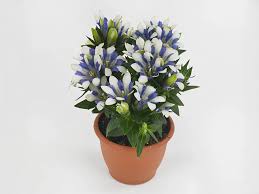 Image result for Gentiana asclepiadea alba