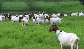 Dec 25, 2018 · harga dari kambing boer ini tentu saja tidaklah murah seperti kambing lokal ( jawa randu, kacang ) pada umumnya, harganya memang masih lumayan, karena memang kambing gen unggul. Ingin Ternak Kambing Berikut Produsen Bibit Kambing Termurah Agribisnis Co Id