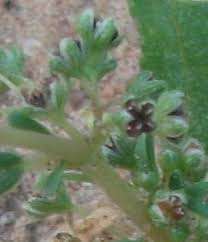 Image result for Corbichonia decumbens