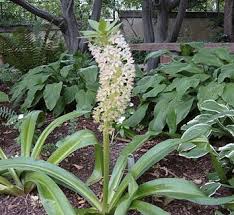 Image result for Eucomis zambesiaca