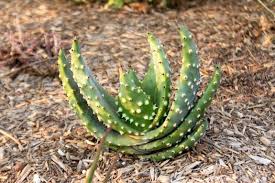 Image result for Aloe aculeata × excelsa
