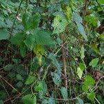 Image result for Impatiens burtonii