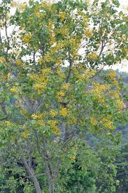 Image result for Pterocarpus lucens