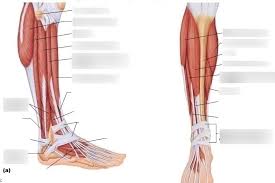 6.2.7 muscles of the leg (calf). Lower Leg Muscles Diagram Quizlet