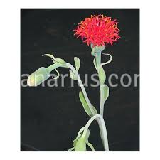 Image result for Kleinia abyssinica