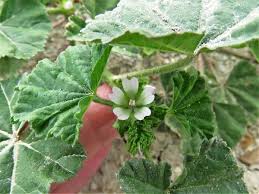 Image result for Malva parviflora