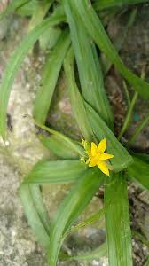Image result for Hypoxis kilimanjarica