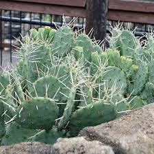 Image result for Opuntia