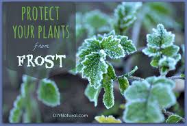 You should be watering your soil about 6 inches deep. Frost On Plants Learn How To Protect Plants From Frost