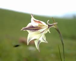 Image result for Hesperantha longicollis