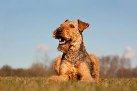 Most puppies are sold on a reservation basis, see how to buy a puppy. Airedale Terrier Dog Breed Information