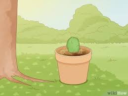 Fill the jar, vase or whatever you've chosen as the rooting vessel with. Simple Ways To Root Cactus 12 Steps With Pictures Wikihow