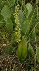 Image result for Malaxis katangensis