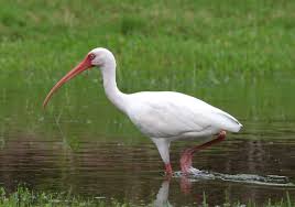 Gray Bird With Black And White Head American White Ibis Bird Identification White Bird Black And White Birds