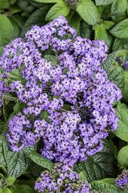 Image result for Heliotropium giessii