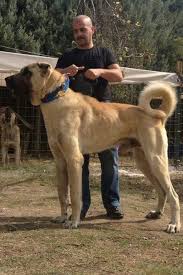 Kangal Dog Alchetron The Free Social Encyclopedia In 2020 Kangal Dog Dog Breeds Large Dog Breeds