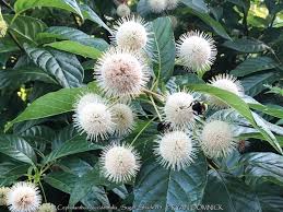 Image result for Cephalanthus
