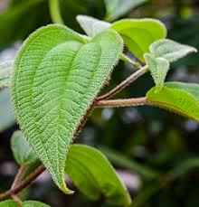 Image result for Acalypha segetalis
