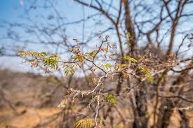 Image result for Acacia fleckii