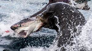 Here on sofascore livescore you can find all lions vs sharks previous results sorted by their h2h matches. Sea Lions Vs Sharks When Predator Becomes Prey