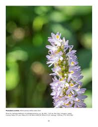 Image result for Pontederia natans