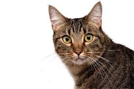 The most distinctive and defining feature of a tabby cat is the m on their forehead. A Brown Tabby Cat With An M On Forehead Tabby Cat Tabby Cat Pictures Brown Cat